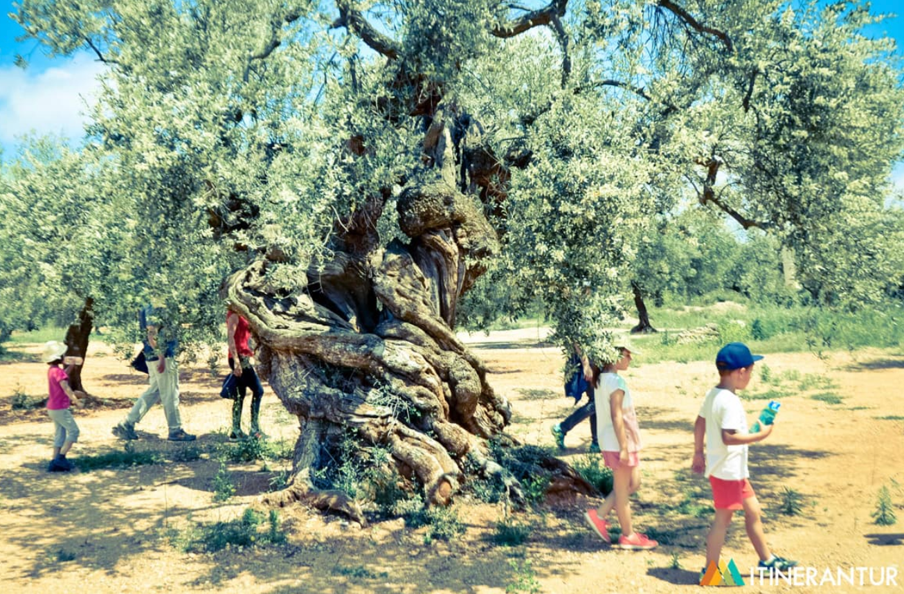 ruta olivos milenarios