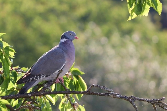 pajaros rio turia