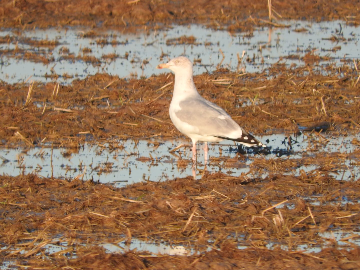 Gaviota argentea