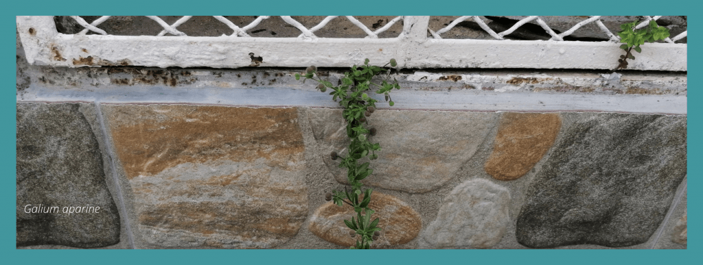 Galium aparine. Itinerantur