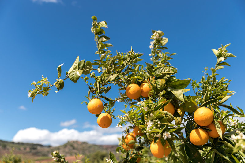 naranja valenciana 