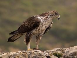 Águila perdicera