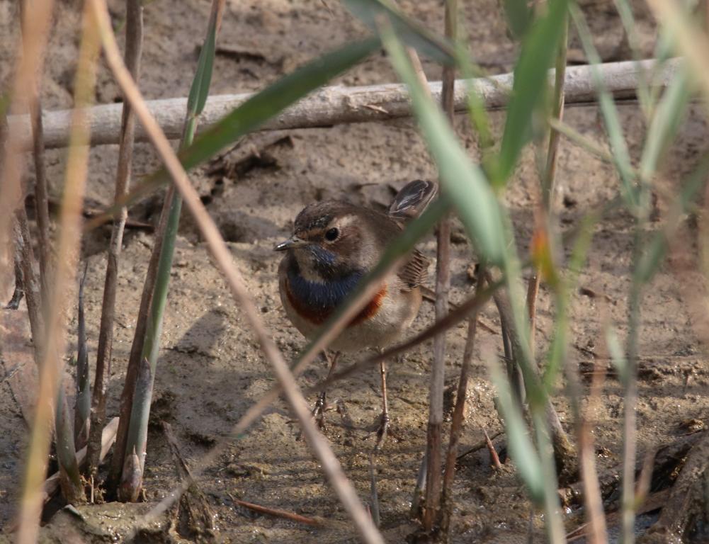 Camachuelo trompetero