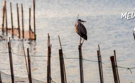 Imagen Albufera de Valencia 