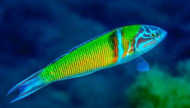 Thalassoma pavo