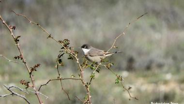 Birdwatching Spain