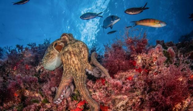 Recomendaciones para un buceo sostenible y respetuoso con el medio