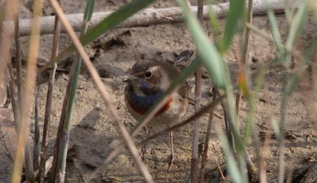 Bluethroat