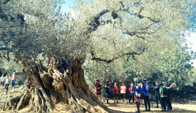 Oliveres mil.lenàries del Maestrat