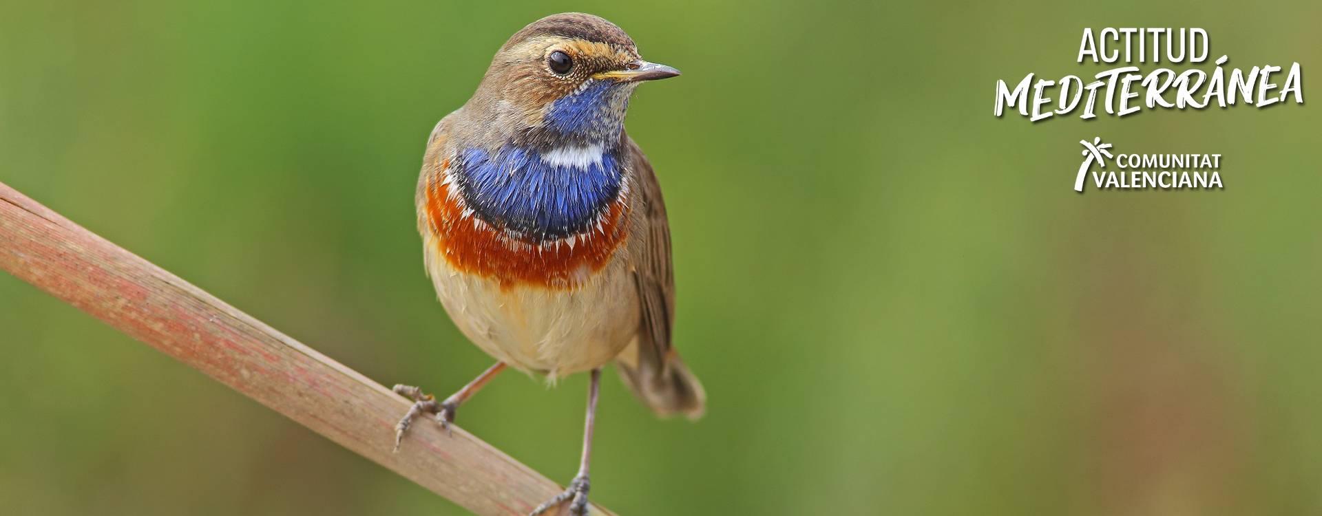 Image of a Blue-breasted Nightingale	