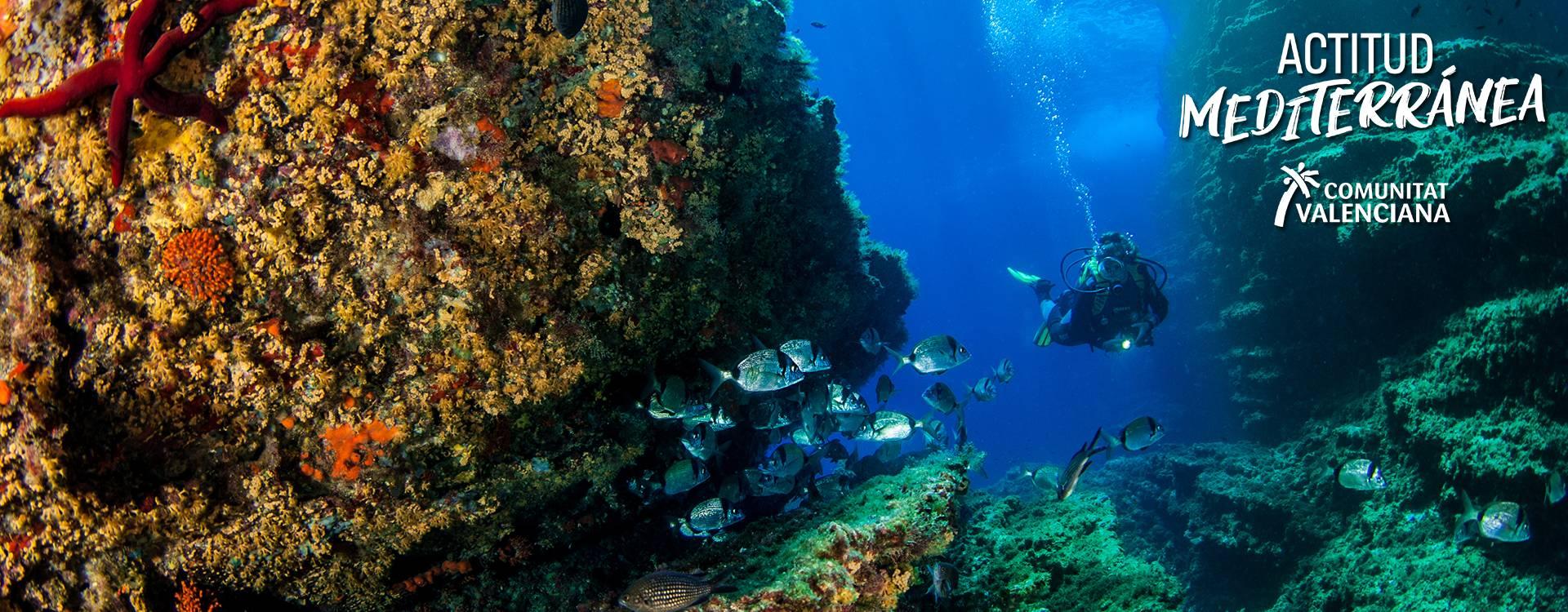 Diving in Benidorm Island