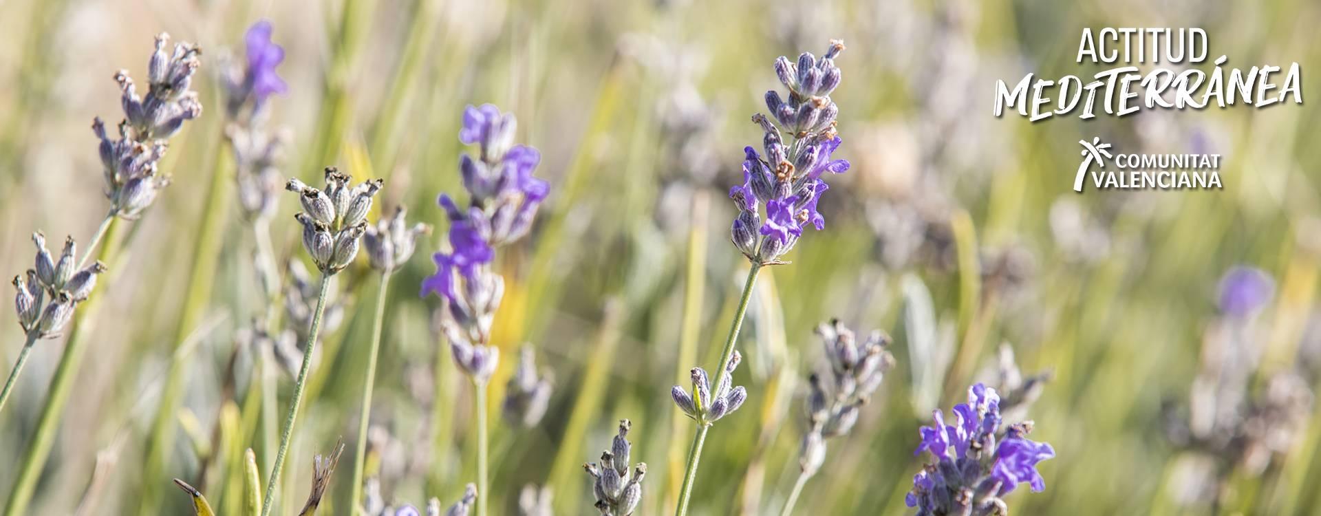 Image of a wild orchid taken by Javier Blasco