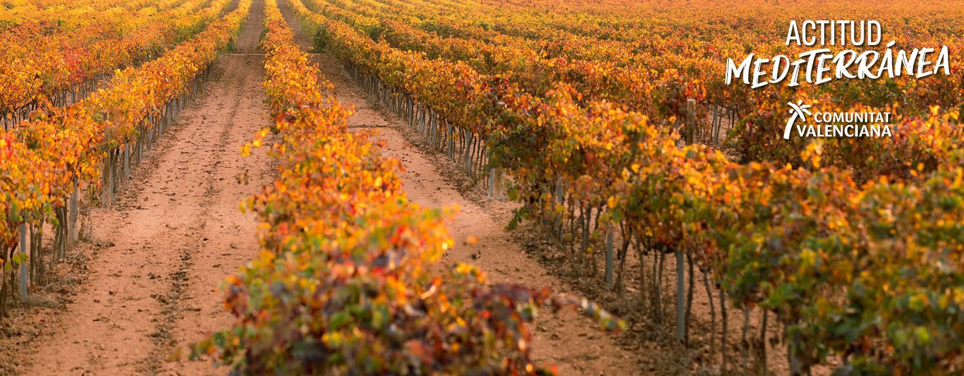 Imagen tardecer en los viñedos de Fontanars dels Alforins