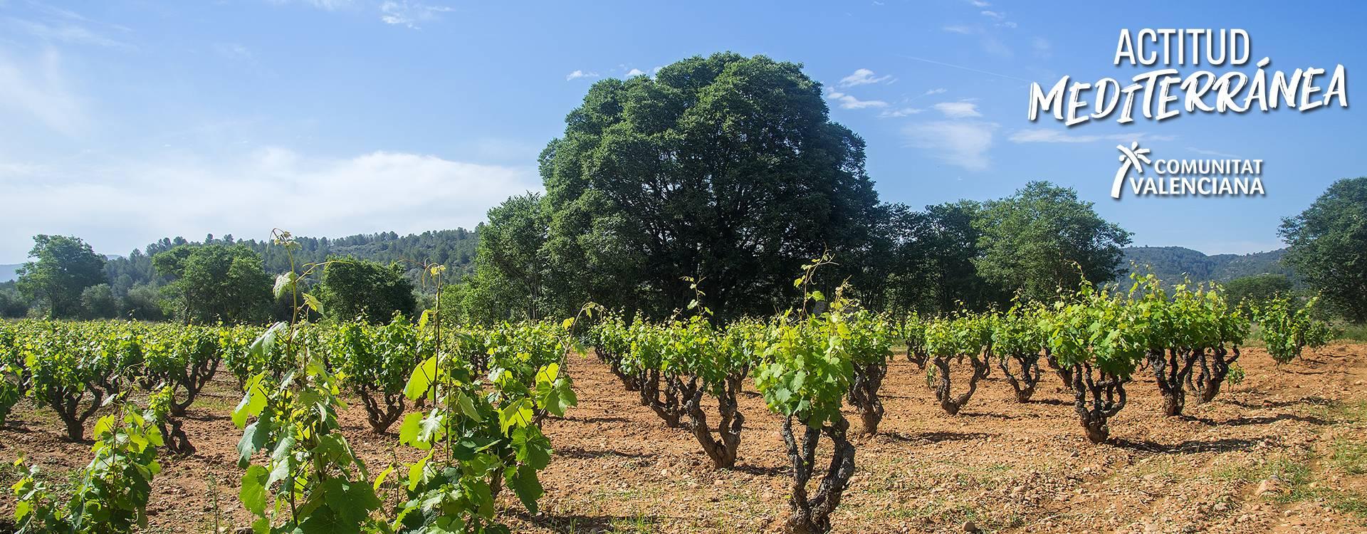 Image of the grapes in the vineyards of Llíber	